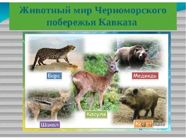 Презентация Субтропики России 8 класс - скачать бесплатно pptx