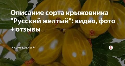 Русский сорт отзывы