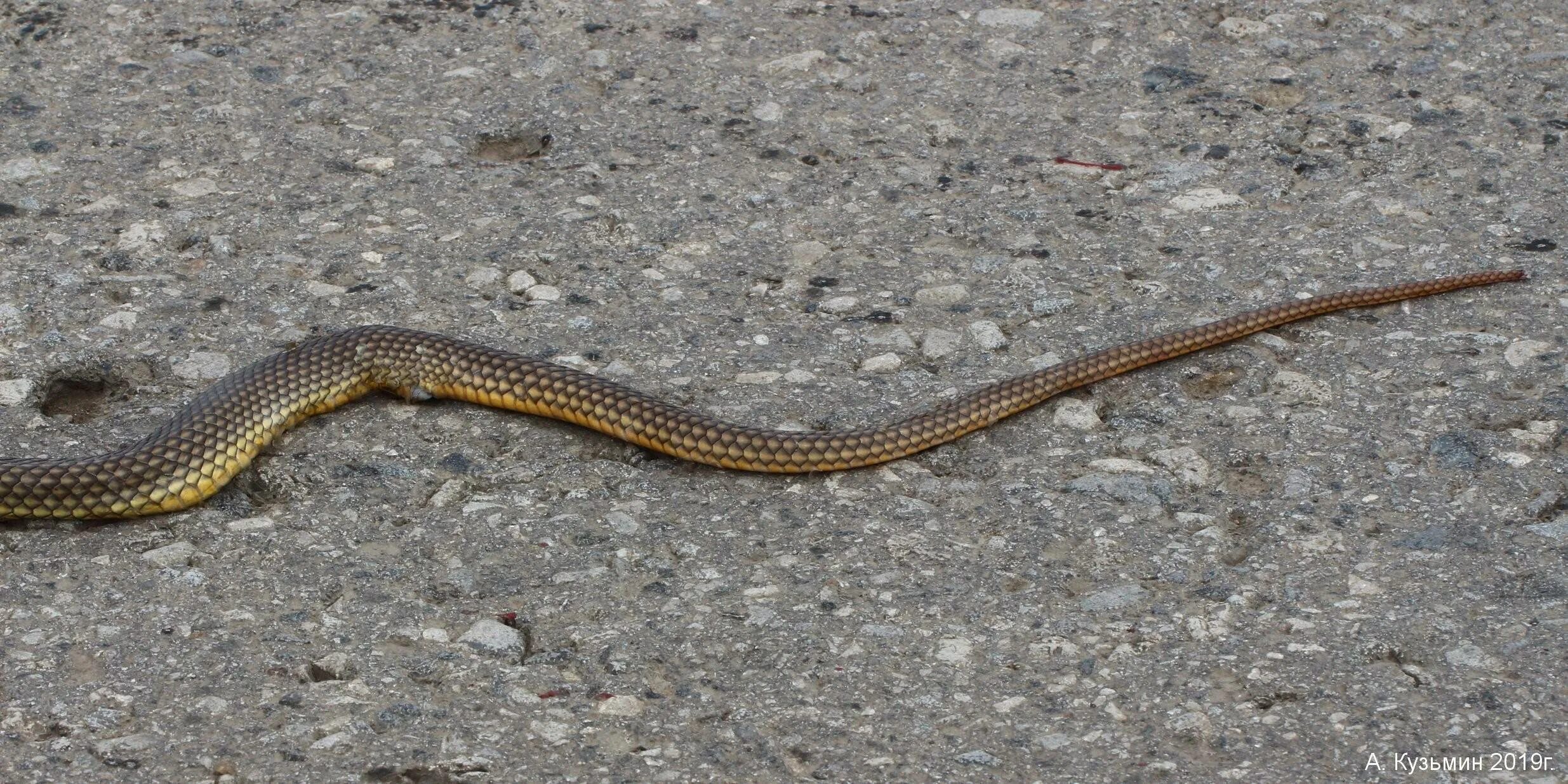 Фото желтобрюхов. Каспийский полоз (Dolichophis caspius). Желтобрюхий Каспийский полоз. Желтобрюхий полоз Крымский. Полоз Степной желтобрюхий.