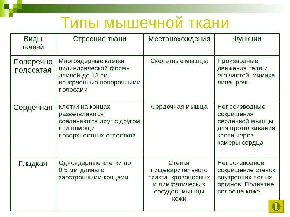 Мышечная ткань человека характеристика. Мышечная ткань особенности строения и функции. Мышечная ткань строение и функции таблица. Мышечные ткани особенности строения свойства и функции. Структура и функции мышечной ткани таблица.