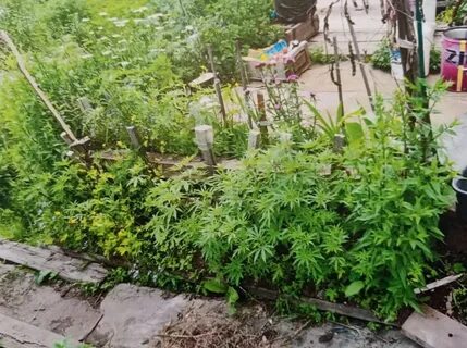 Запрещенные растения на даче