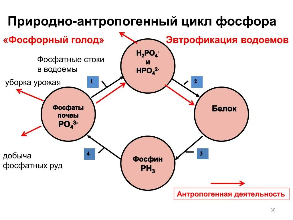 Превращение фосфора в почве. Подвижные соединения фосфора в почве. Процесс превращения фосфора в почве. Фосфаты в почве.