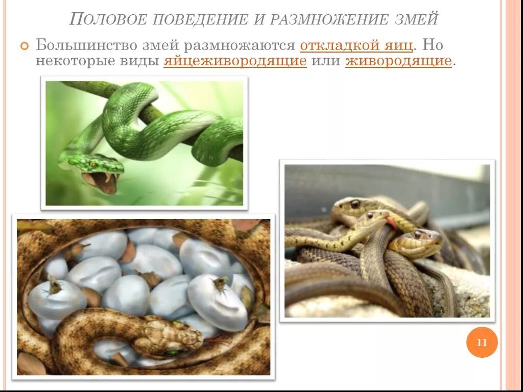 Особенности размножения змей. Змеи биология 7 класс