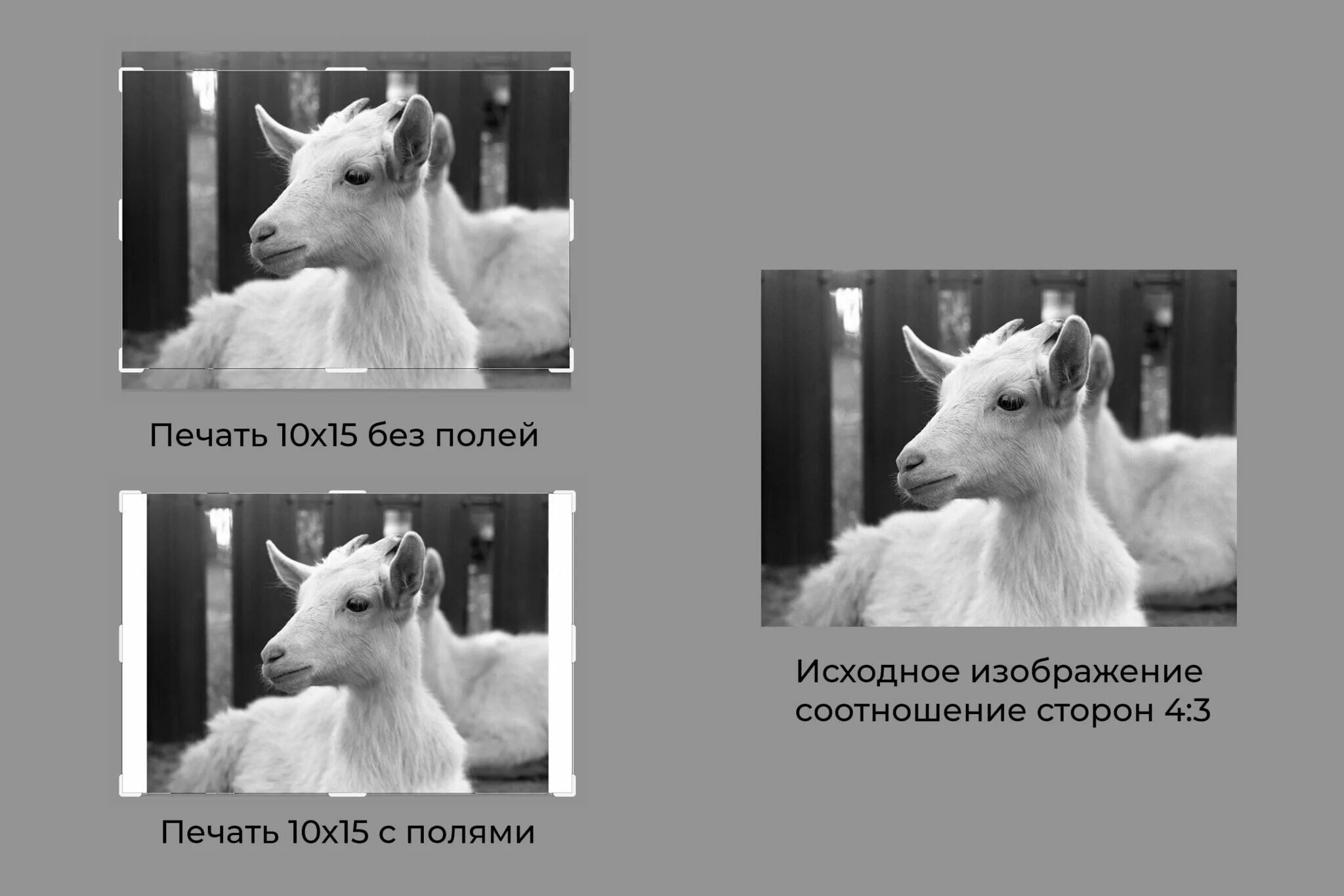 Как печатать наклейки без полей для Wildberries - wbarcode.ru
