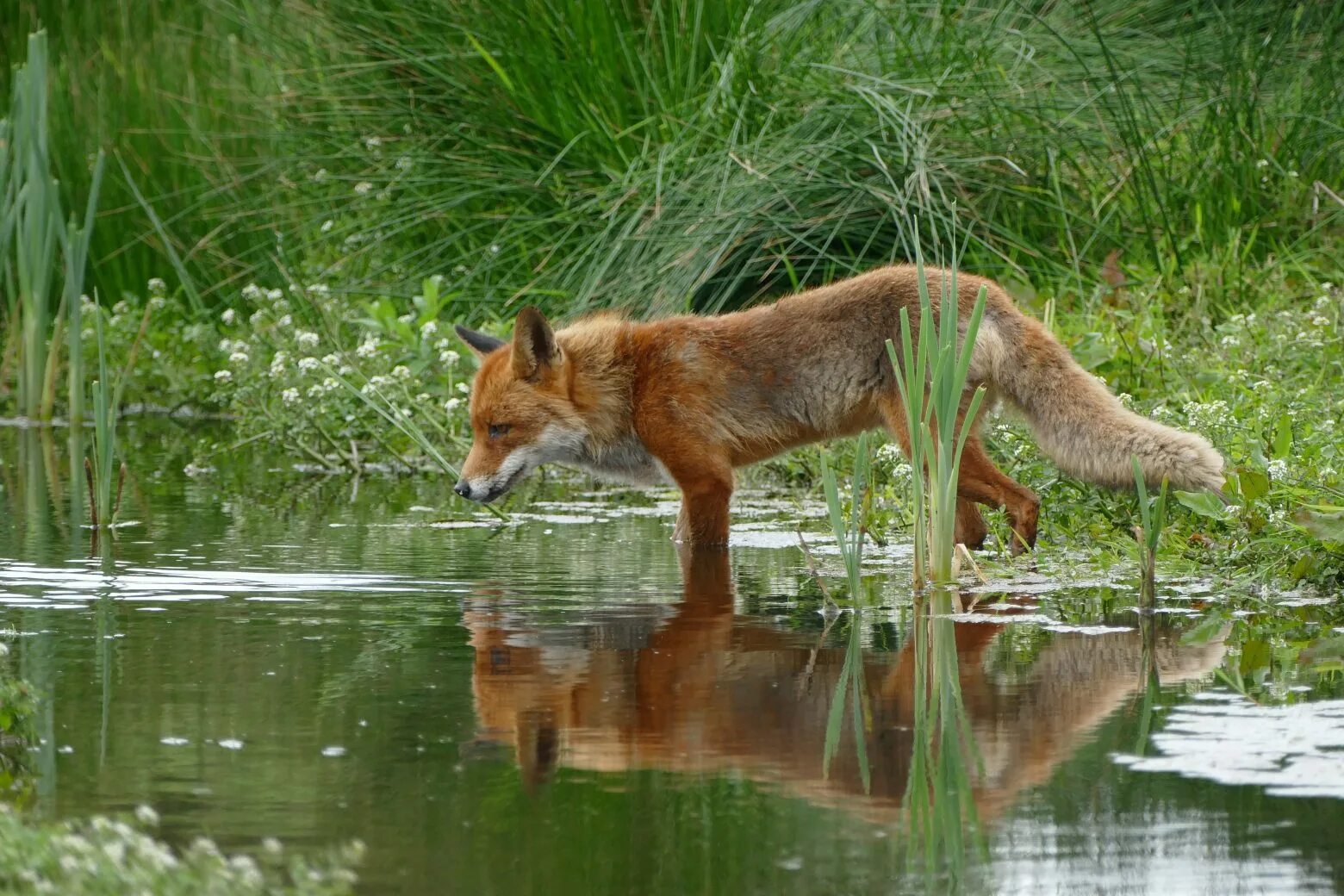 Лиса. Дикие звери в природе. Животные в воде. Fox wild