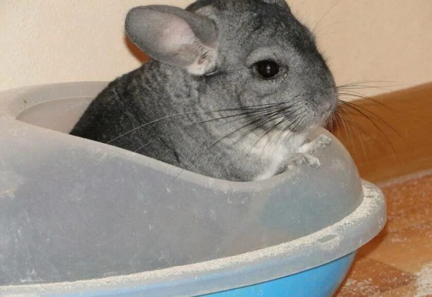 Песочная шиншилла. Купание шиншилл. Шиншилла купается в песке. Шиншилла купается. Ванночка для купания шиншилл.