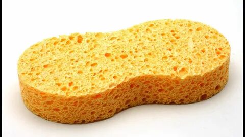 Berenice sponge
