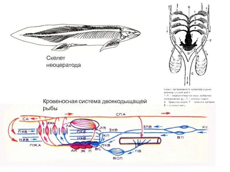 Состав и строение кровеносной системы рыб. Схема строения кровеносной системы рыб. кровеносная система двоякодышащих. кровеносная система хрящевых рыб схема. схема кровеносной системы костистой рыбы.