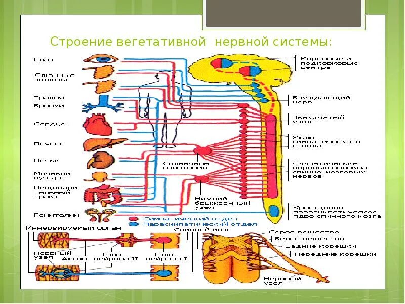 Вегетативный комплекс. Вегетативный комплекс