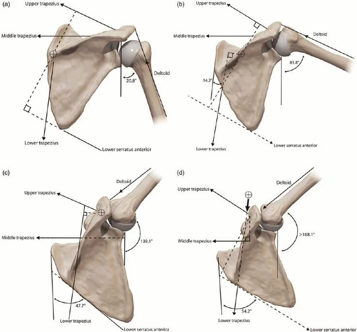 Ключица лопатка анатомия Синельников. Лопатка scapula. Мышцы лопатки анатомия человека. Кости лопатки анатомия.