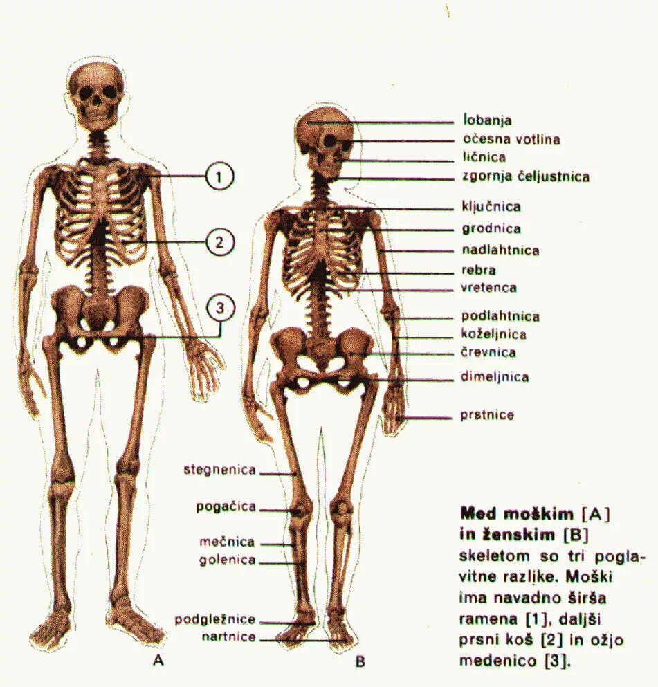 Женский и мужской скелет. Скелет человека женщины и мужчины. Мужская и женская анатомия скелет. Строение скелета мужчины и женщины. Мужской и женский скелет