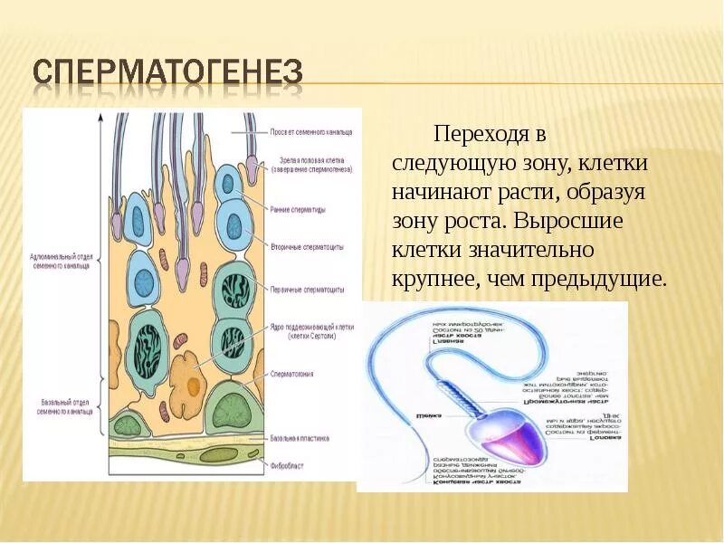 Сперматогенез сколько клеток. Клетки сперматогенеза. Сперматогенез круглые клетки. Размеры клеток сперматогенеза. Клетки сперматогенеза в спермограмме.