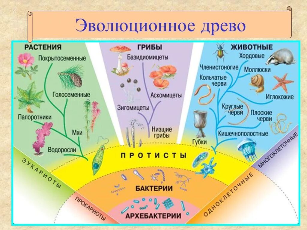 Разнообразие живых организмов на земле. Классификация живых организмов 5 класс биология схема. Классификация живых организмов схема 7 класс. Эволюционное Древо живых организмов. Эволюционное Древо царства растений.