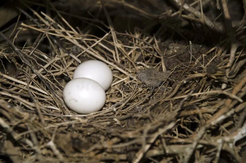 Сколько сидит голубей на яйцах. У какой птицы голубые яйца без крапинок. Какая домашняя утка несёт голубые яйца.