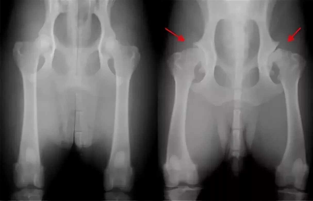 Дисплазия суставов у собак лечение. Дисплазия тазобедренных суставов у собак. Дисплазия тазобедренных суставов у щенка. Дисплазия ТБС У собак рентген.