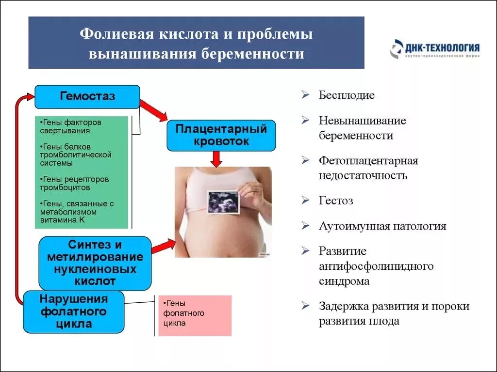 Сколько пить фолиевой кислоты беременной. Фолиевая кислота при беременности. Сколько нужно пить беременным фолиевую кислоту. Фолиевая кислота для беременной. Для чего надо пить беременным фолиевую кислоту.