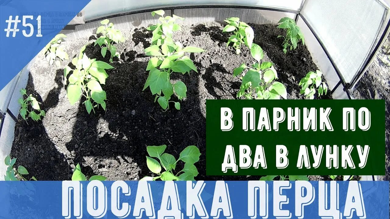 Что положить в лунку при посадке перца. Высадка перцеп по 2 в лунку. Высаживаем перец в теплицу по 2 в лунку. Посадка перца два в лунку. А посадки перца по 2 в лунку.