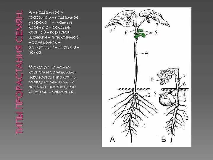 Надземные части корня. Гипокотиль проростков. Эпикотиль и гипокотиль. Строение проростка тыквы. Корневая система проростка фасоли.