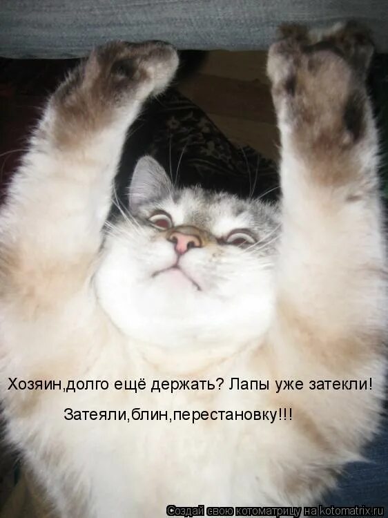 а хозяин такой говорит заходи он не кусается. мяу смешные картинки. коты разговаривают мем. коты переговариваются мем. заходи он ее кусется.