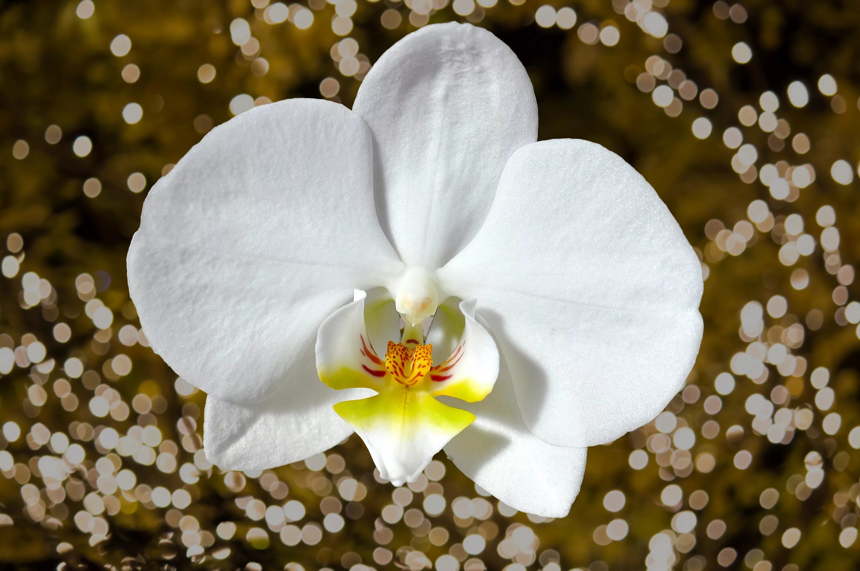 Flowers orchids. Орхидея фаленопсис белая. Фаленопсис Алтея. Фаленопсис (Phalaenopsis) белый. Фаленопсис Диамант белый.