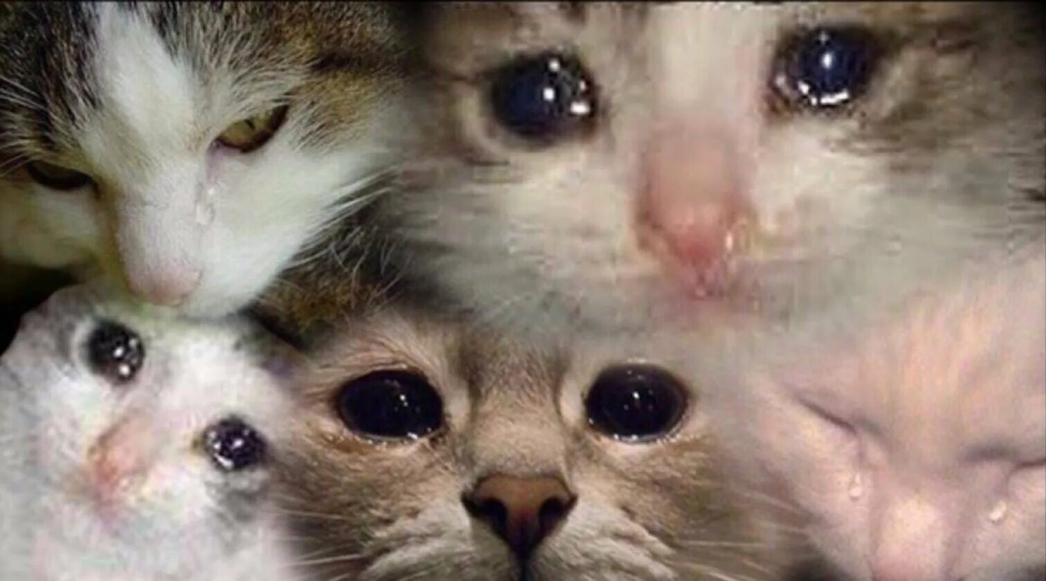 белая кошка плачет. заплаканный кот. плачущий котенок. грустный кот плачет. кот плачет мем.