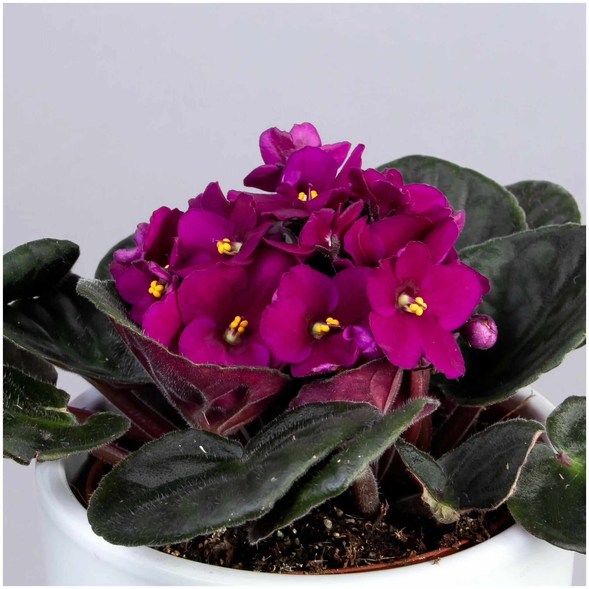 фиалка лф малина. фиалка малиновый сорбет. фиалки малиновые. фиалка ниспадающая. фиалка raspberry хало.