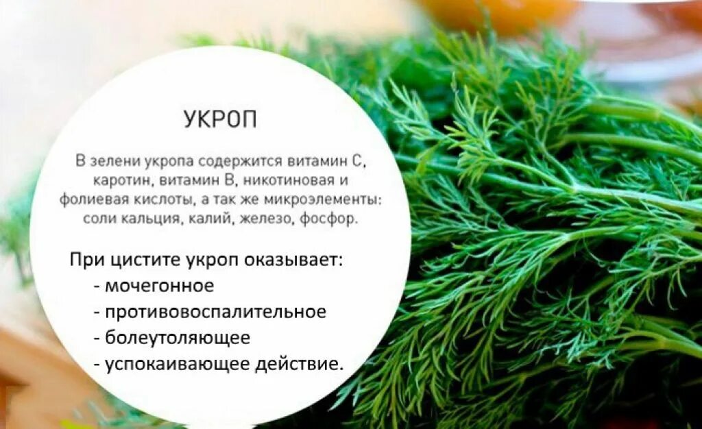 Укроп стихи. Что полезного в укропе. Укроп. Полезная зелень. Чем полезен укроп.