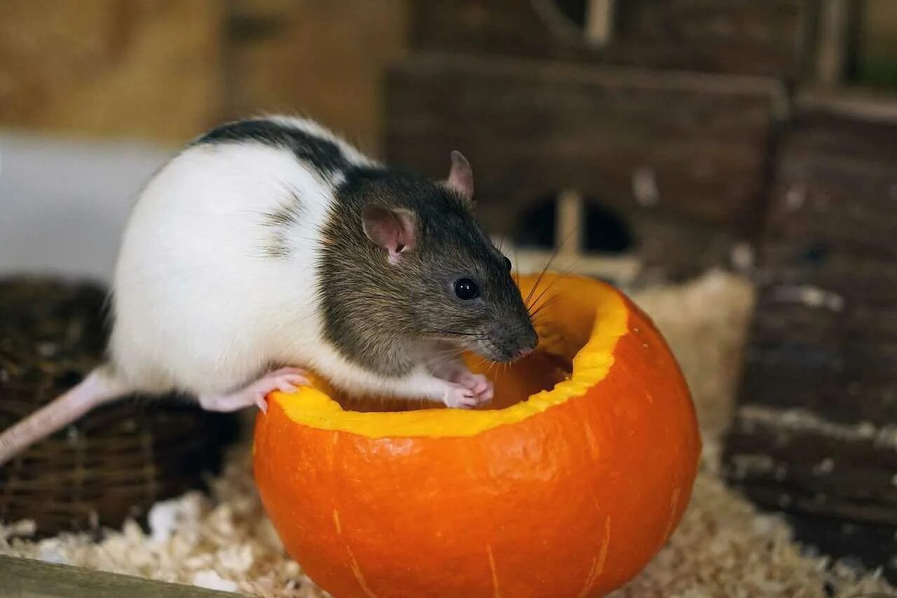 Можно крысам клубнику. Крысы домашние. Оранжевая крыса. Домашние мыши. Что едят мыши.
