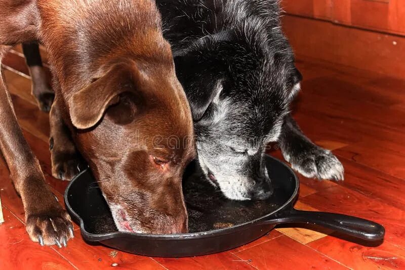 Лижет пол. Собака облизывается пол. Собачья тарелка. Собака облизывает тарелку. Собака облизывает пол.