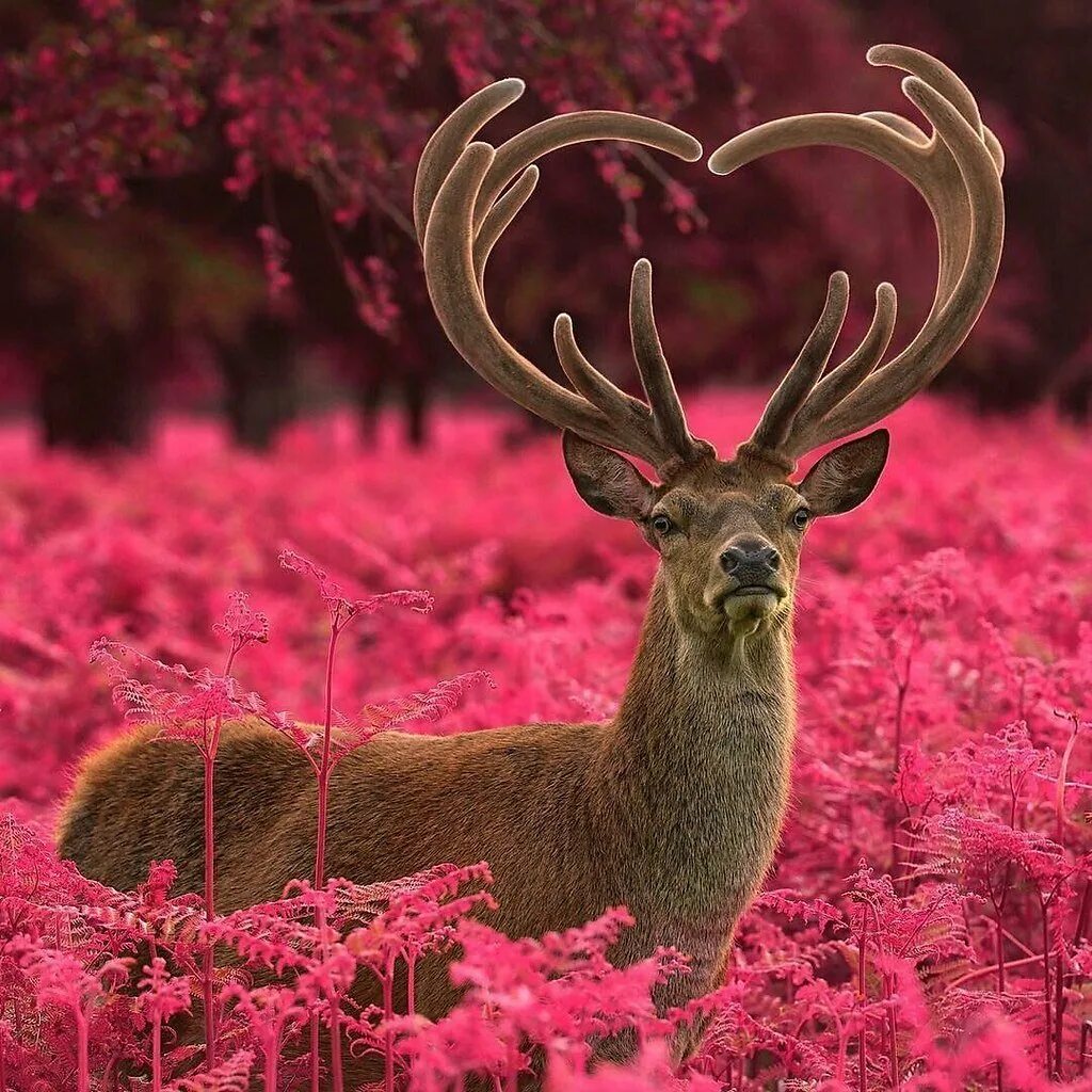 стадо оленей в лесу. красота животных. олень в лесу. рога оленя. красивый олень.