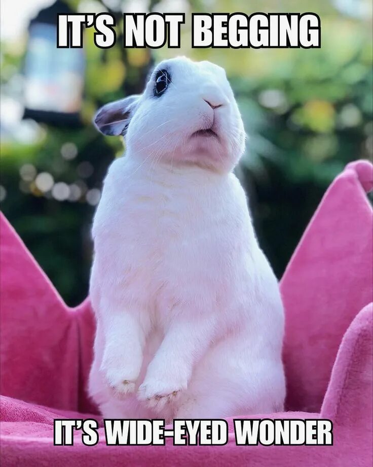 Rabbit memes. Удивленный кролик. Кролик Мем. Кролик удивляется. Кролик респект.