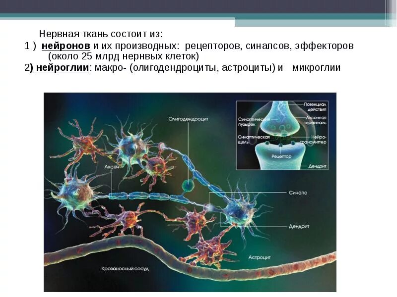 Вспомогательные нервные клетки. Синапсы нервной системы. Взаимодействие между нейронами. Нервная ткань синапс. Объединение нейронов.