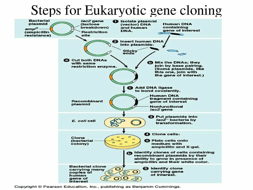 Code cloning. Eukaryotic gene structure. &quot;structural eukaryotic gene. genes scheme. gene cloning.