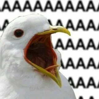 Shsh aaaaaa
