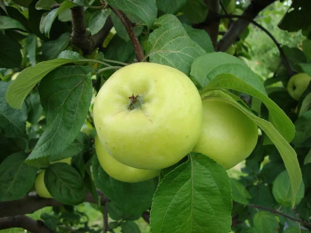 Какой сорт яблони лучше посадить