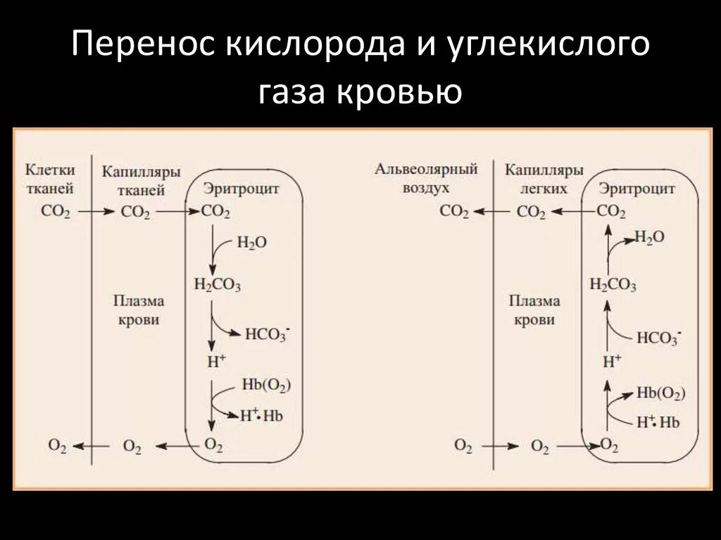 Перемещается углекислый газ из митохондрий в атмосферу. Схема транспорта кислорода и углекислого газа гемоглобином. Перенос гемоглобином кислорода и углекислого газа. Перенос кислорода в крови. Перенос углекислого газа кровью.