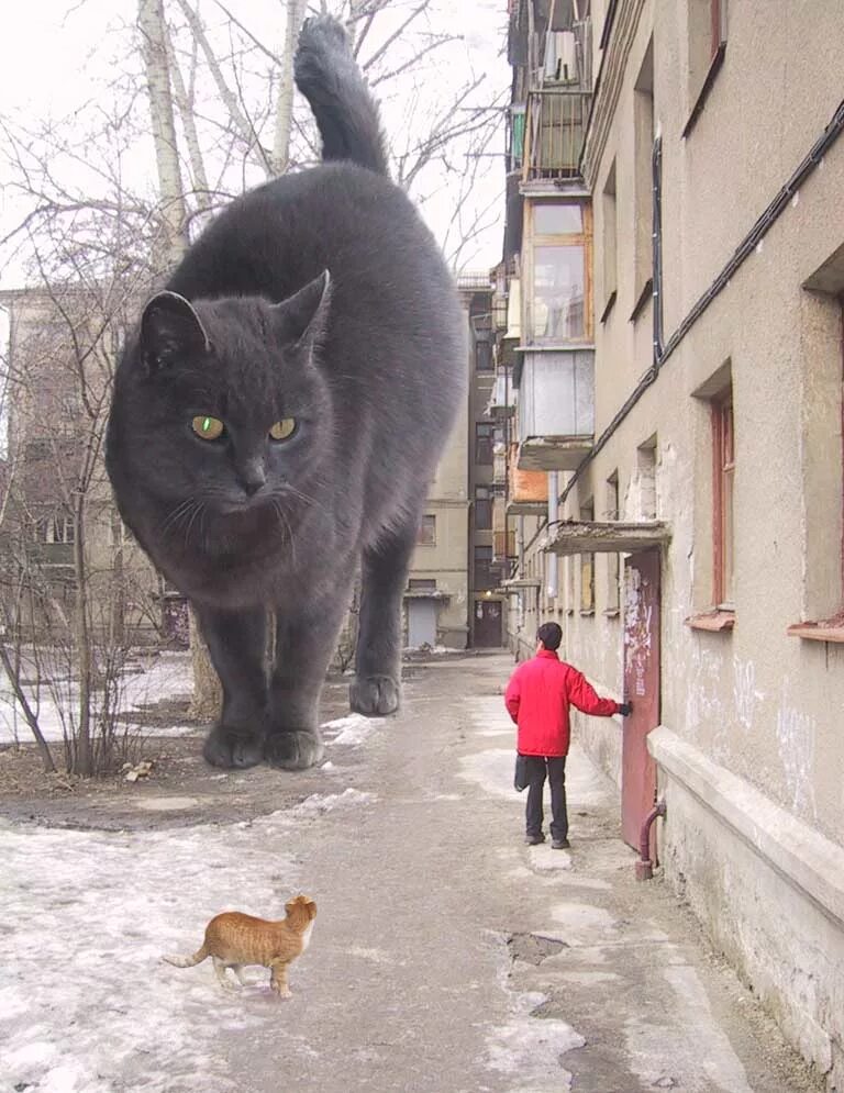 Вы случайно не помните стоп слово. А где бабуля. Прикол гигантские коты. Мопс стоп слово. Огромный и маленький кот.