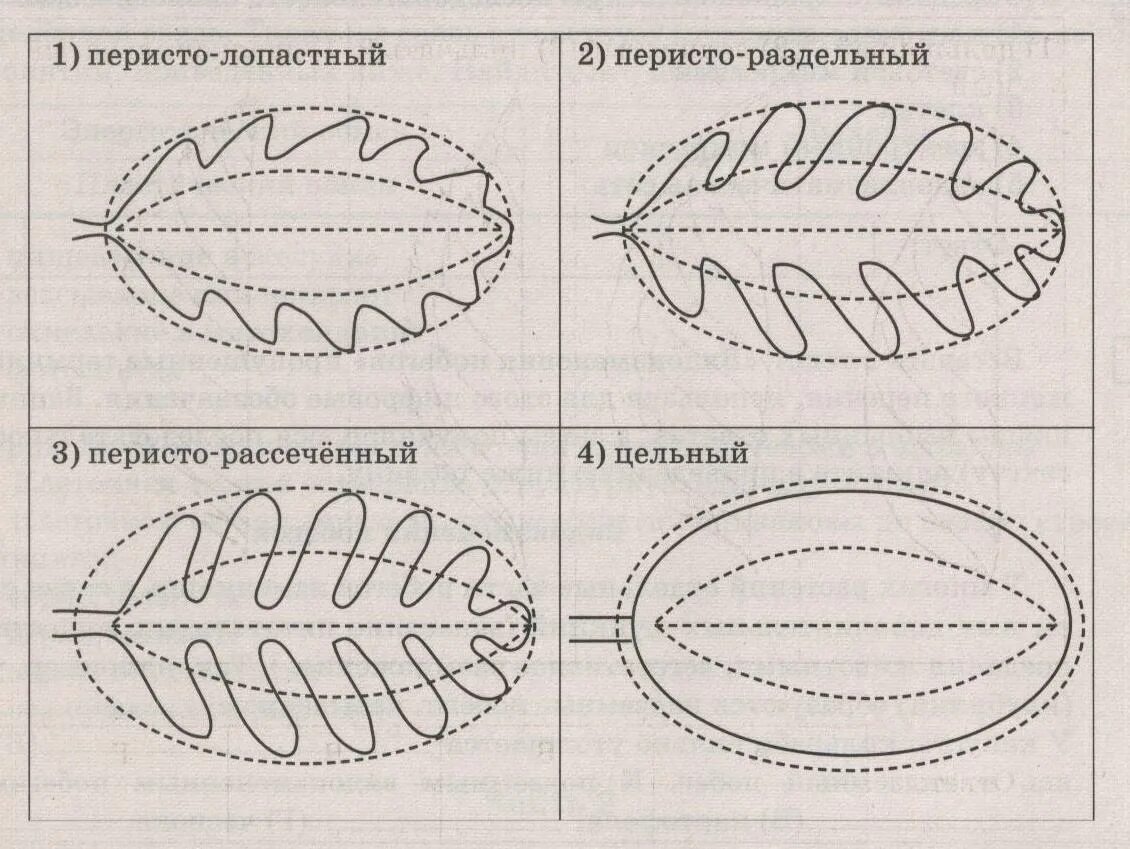 Перисто рассеченная форма листа. Типы рассечения листовой пластинки. Перисто раздельная форма листа. Форма листа перисто-лопастная перисто-раздельная. Перистая листовая пластинка.