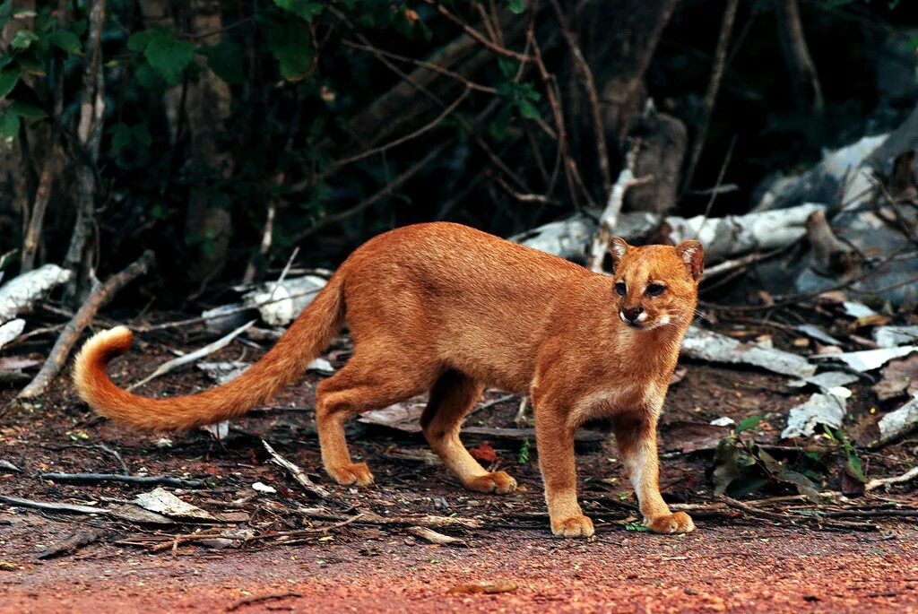 Пума ягуарунди. Животное семейства кошачьих обитающее в америке. Пума южная америка. Пума ягуарунди рыжая. Чилийская кошка кодкод.