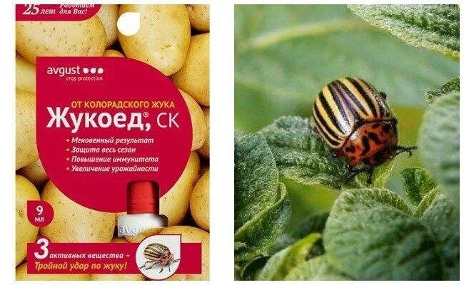 Сода от колорадского. Средство для борьбы с колорадским жуком калаш 1мл. Горчица на огороде. Сода от колорадского. Сода от колорадского.