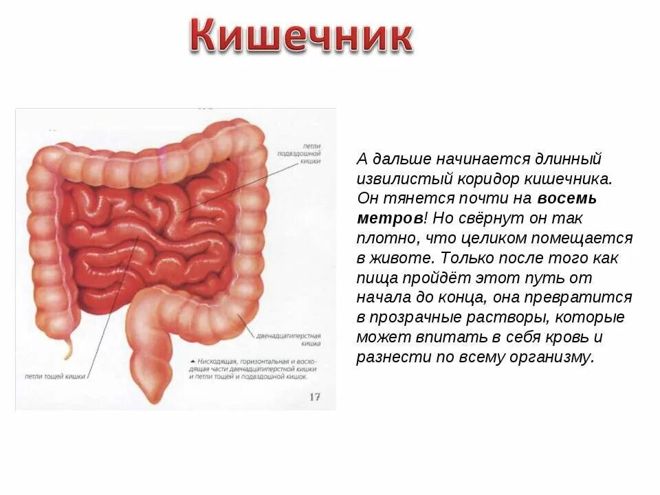 Тонкий кишечник и печень. Кишечник анатомия строение рисунок. Функции кишечника человека 2 класс. Кишечник человека 3 класс. Строение толстой кишки анатомия.