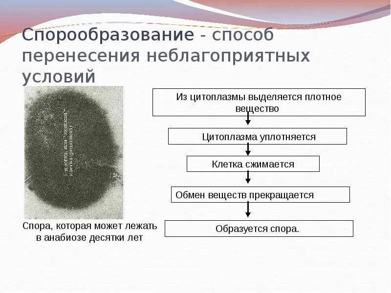 У бактерий при неблагоприятных условиях жизни. Процесс спорообразования у бактерий микробиология. Процесс спорообразования у бактерий схема. Механизм спорообразования у бактерий. Процесс спорообразования у бактерий.