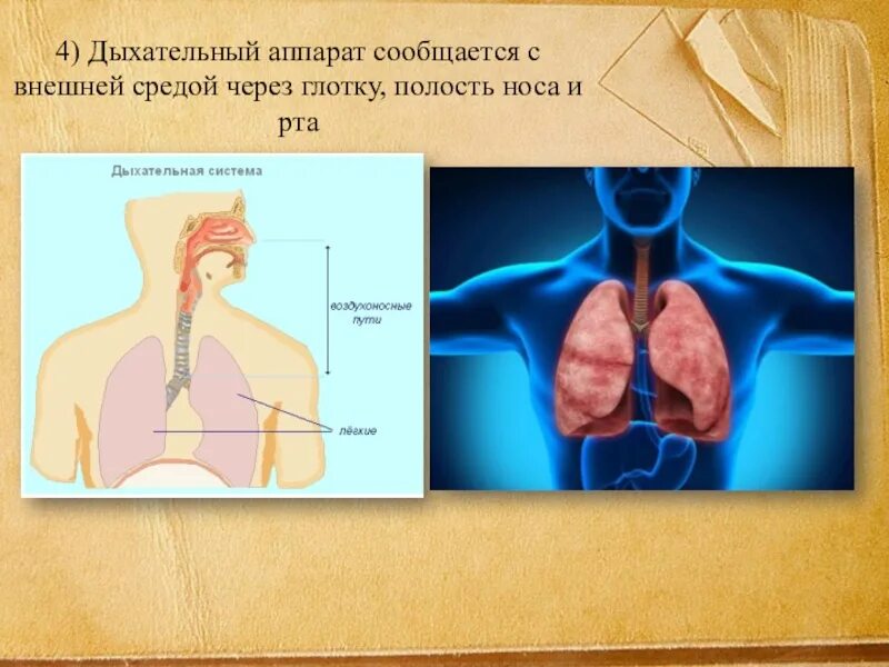 Название полостей человека. Полости тела человека сообщающиеся с внешней средой. Полость тела человека сообщающаяся с внешней средой это. Аппарат внешнего дыхания. Полость тела человека не сообщающаяся с внешней средой.