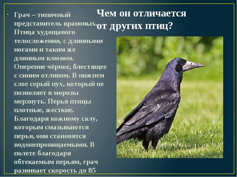 Грач Перелетная птица. Семейство врановые - Corvidae. Грач (птица) врановые. Грач описание.