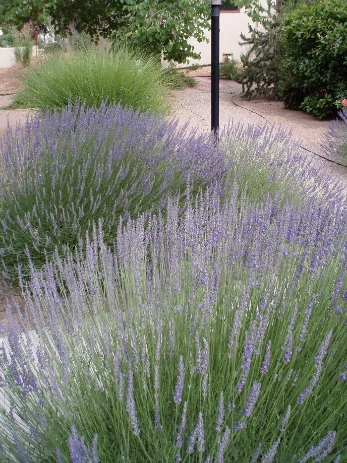Лаванда садовая многолетняя посадка и уход фото Augenblicke des Lebens Pflanzen, Garten und outdoor und Topfgarten