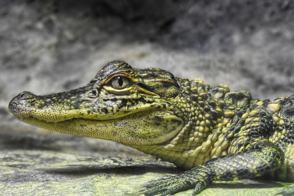 Какой крокодил зеленый. Пресмыкающиеся крокодил. Зеленый крокодил. Зеленый крокодил Аллигатор.