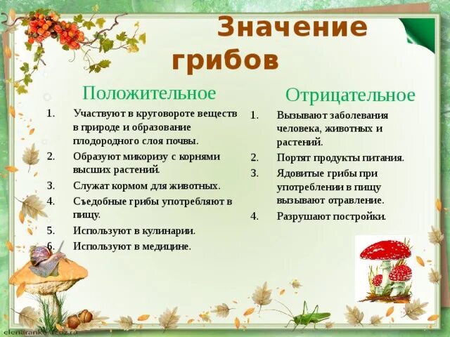 Значение для природы 5 класс. Значение грибов в природе 5 класс. Значение грибов в природе и жизни человека. Значение грибов в природе и жизни человека 5 класс биология. Биология 5 класс царство грибы значение грибов.