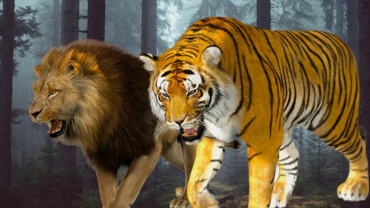 Лев против тигра. Амурский тигр и Лев. Уссурийский Лев. Амурский тигр против Льва. Шер ва