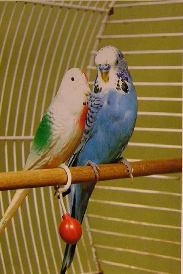 Сколько лет живут попугаи в домашних условиях. Хорст Бильфельд волнистые попугаи. Клетка для попугая. Ухаживания попугаев. Волнистый попугай в неволе.