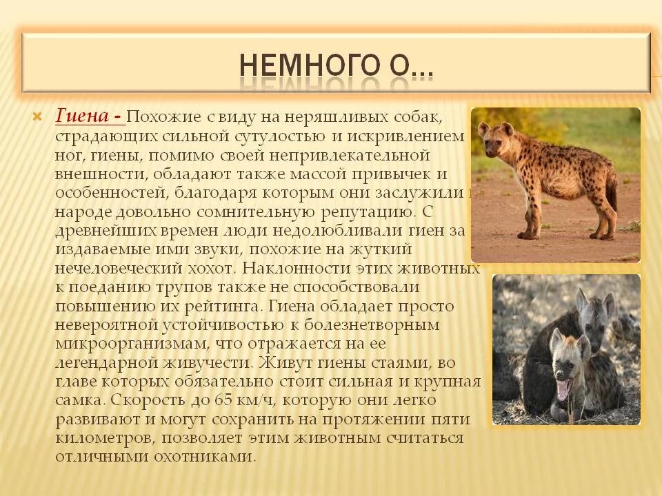 Африки животный география. Описание животных. Гиена описание. Гиены презентация. Сообщение про африканского животного.